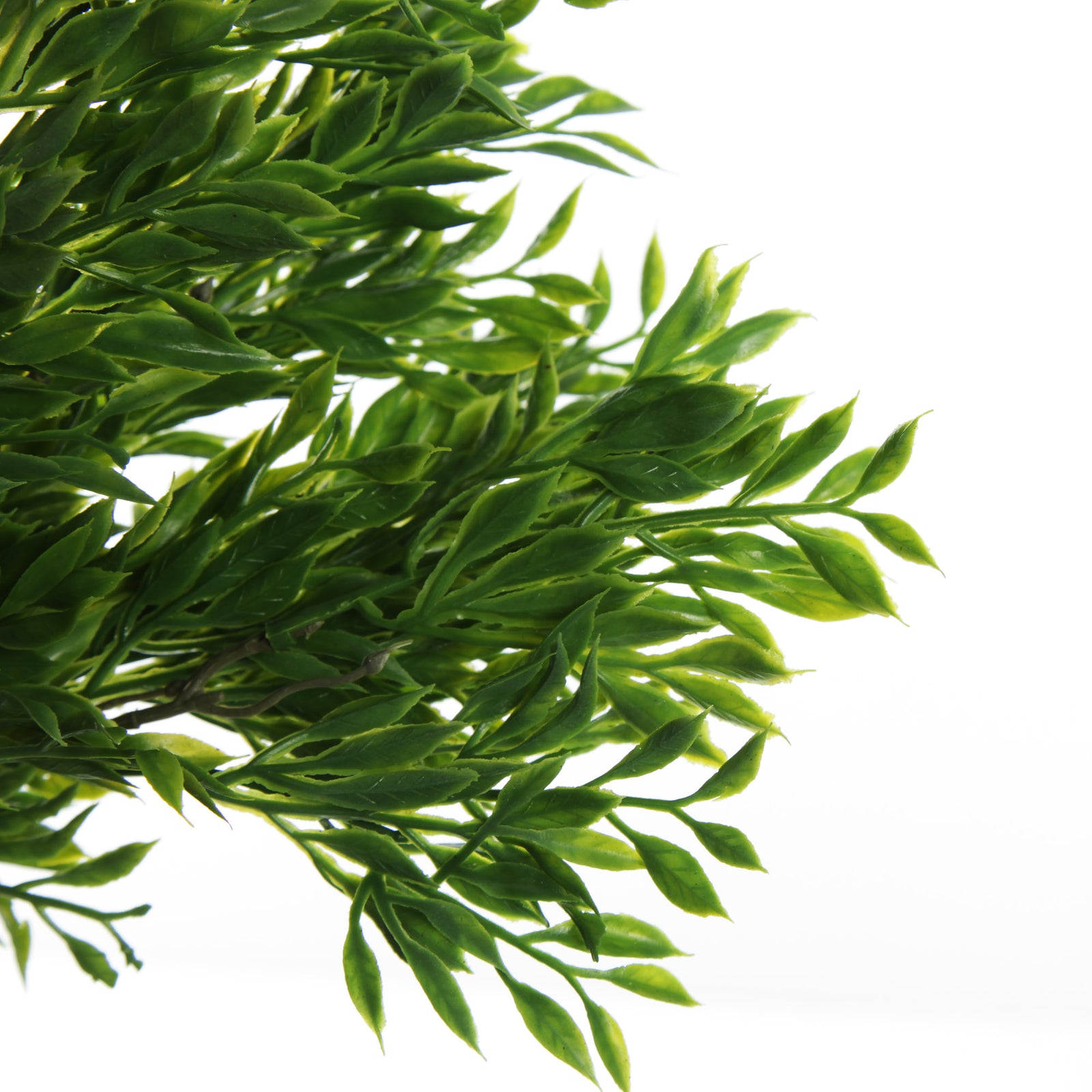 Small Green Leaf Bush Spray
