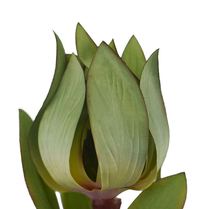Green Leucadendron 68cm