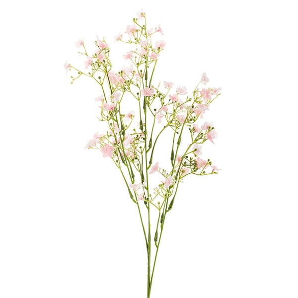 Gypsophila Baby&