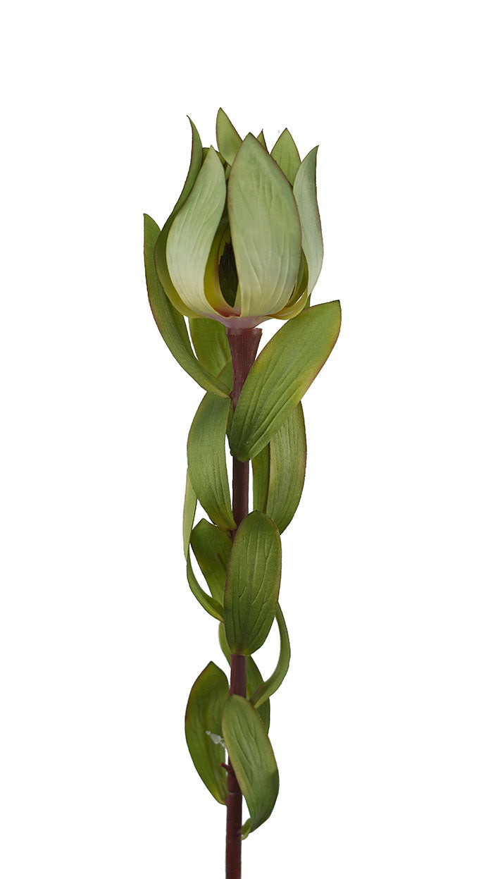 Green Leucadendron 68cm