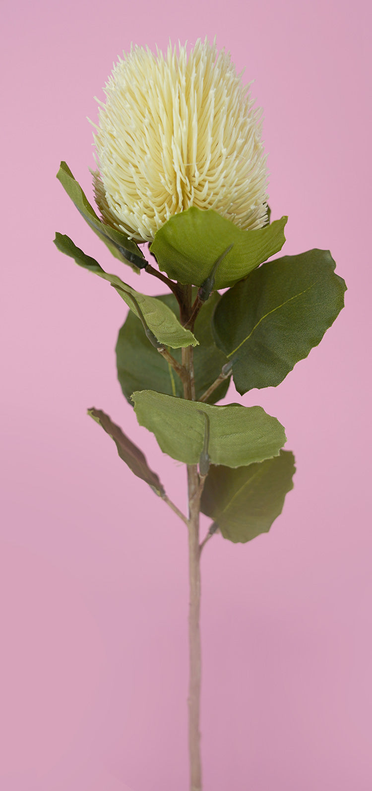 Banksia Bud Stem - Cream (59cm)
