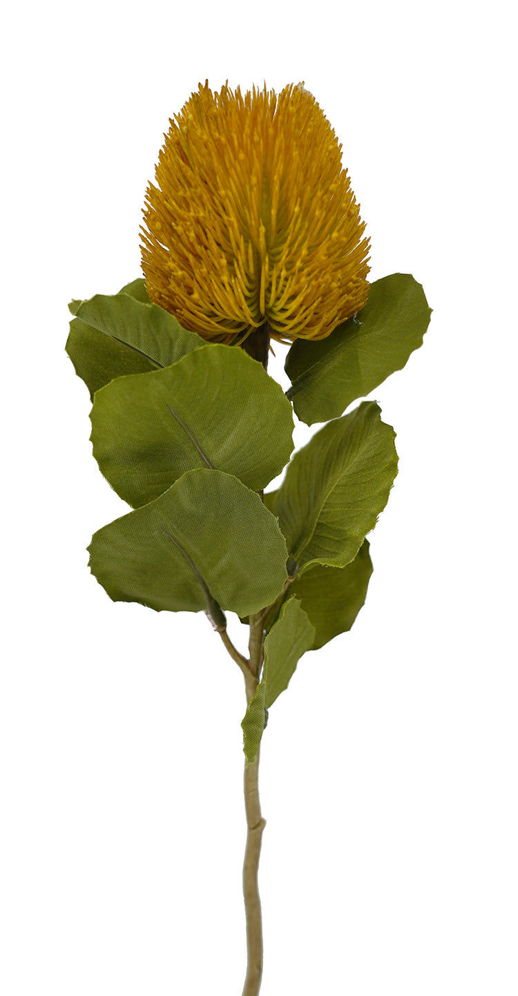 Banksia Bud Stem - Yellow (59cm)