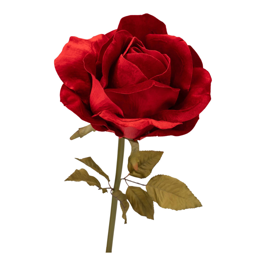 Large Red Rose Flower