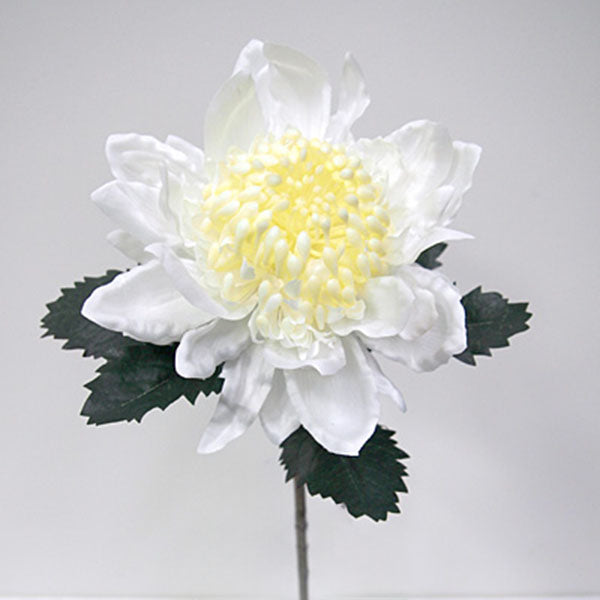 Large Waratah Stem - White