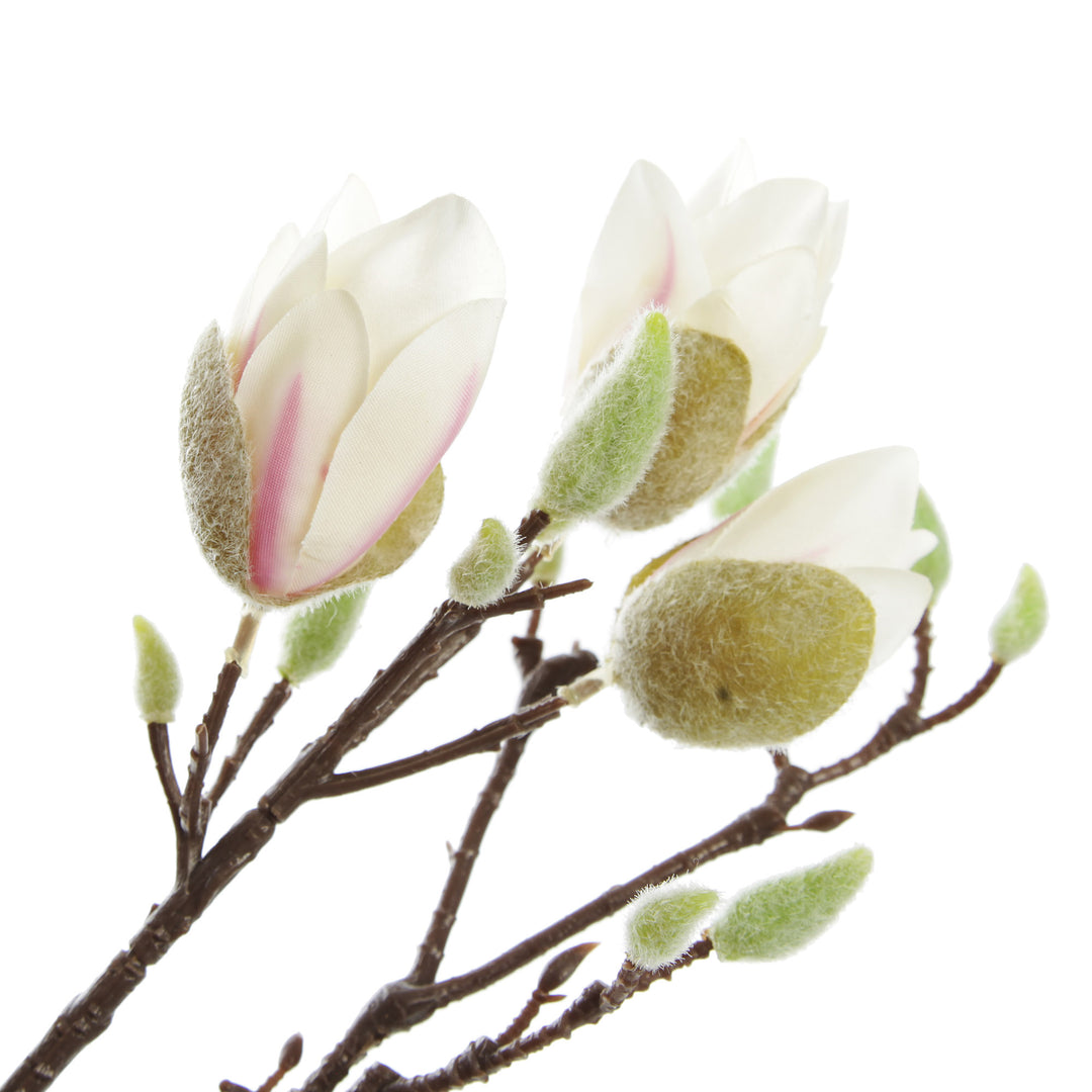 Magnolia Flower Stem