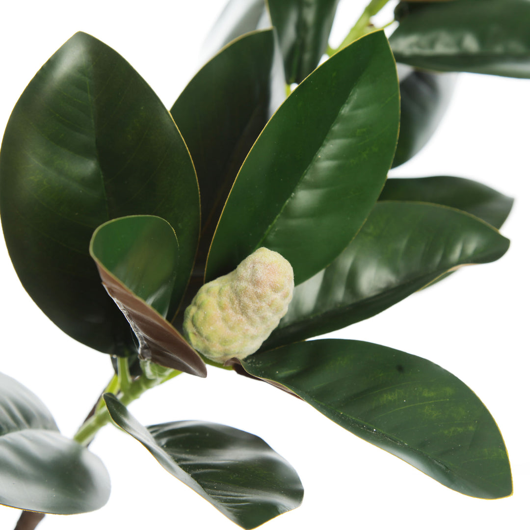 Magnolia Leaf Branch