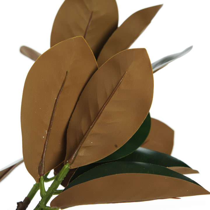 Magnolia Leaf Branch