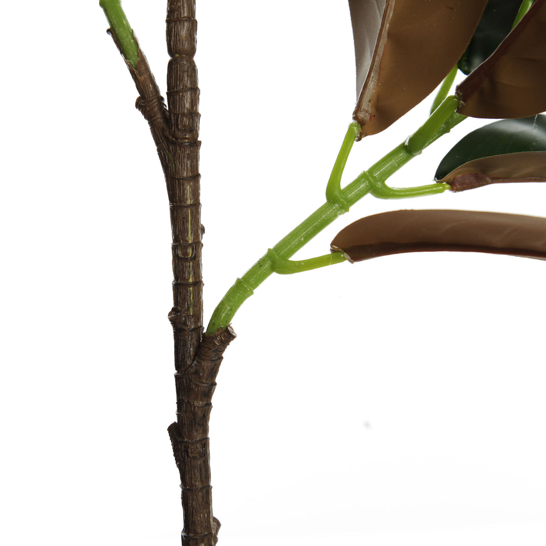 Magnolia Leaf Branch
