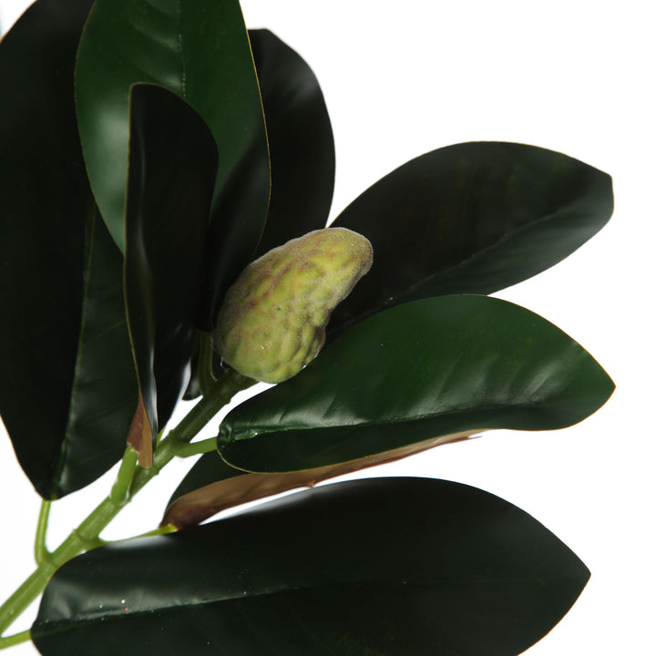Magnolia Leaf Branch