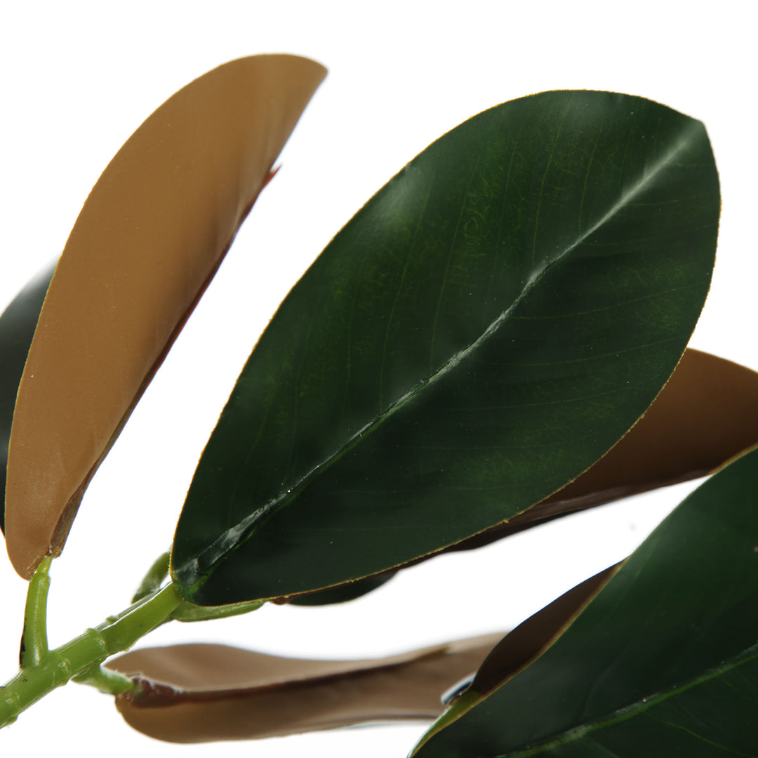 Magnolia Leaf Branch