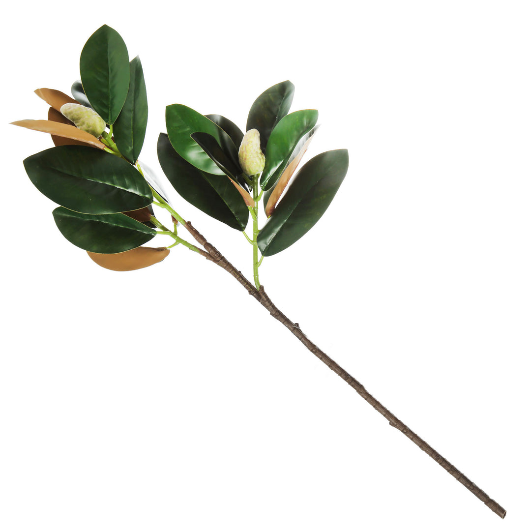 Magnolia Leaf Branch