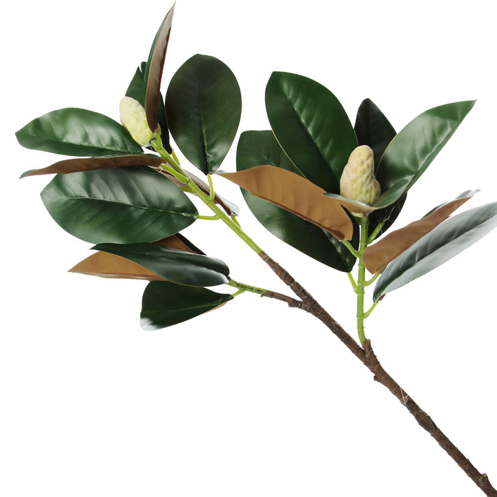 Magnolia Leaf Branch