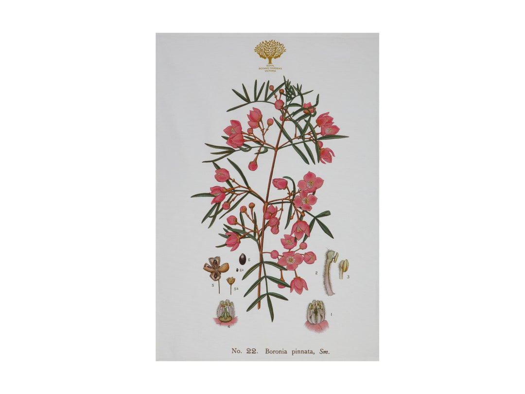 Maxwell and Williams - Royal Botanic Gardens Tea Towel - Boronia (50x70cm)