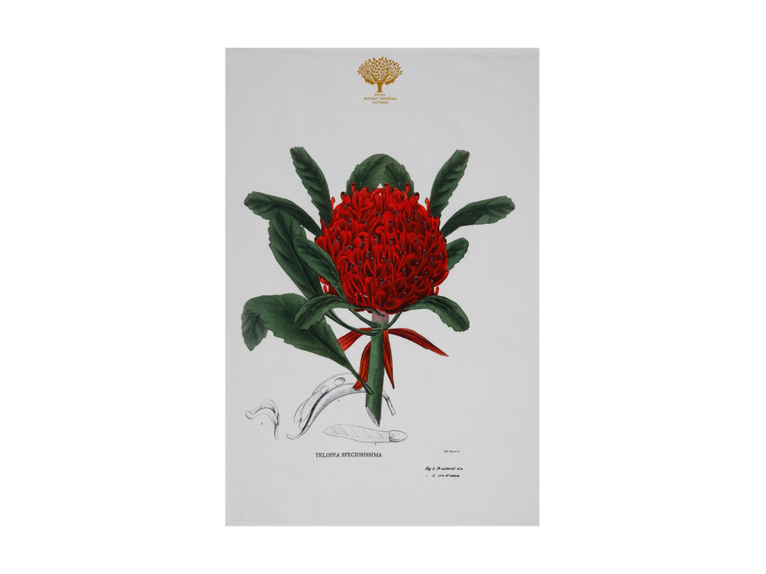 Maxwell and Williams - Royal Botanic Gardens Tea Towel - Telopea (50x70cm)