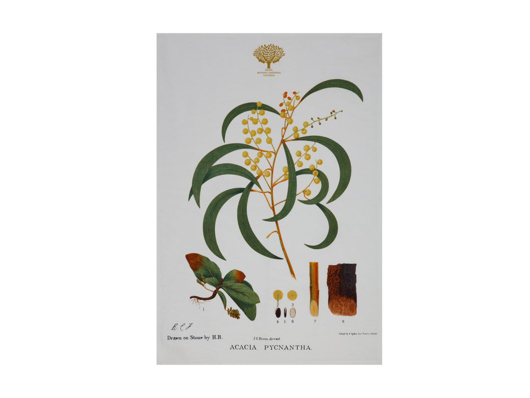 Maxwell and Williams - Royal Botanic Gardens Tea Towel - Wattle (50x70cm)