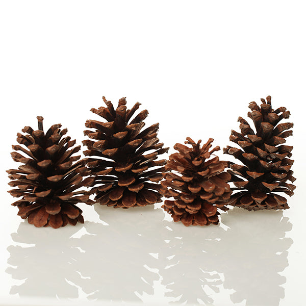 Medium Natural Real Pinecones - Pack of 4
