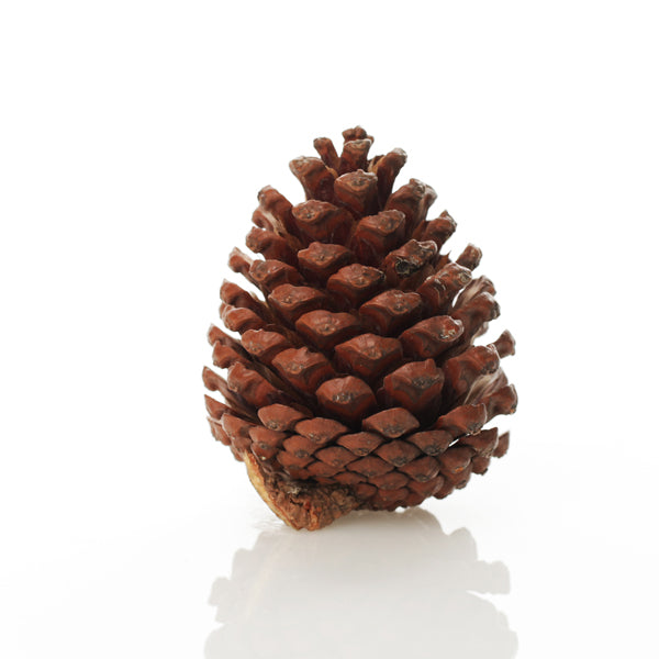 Medium Natural Real Pinecones
