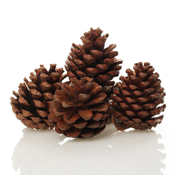Medium Natural Real Pinecones - Pack of 4