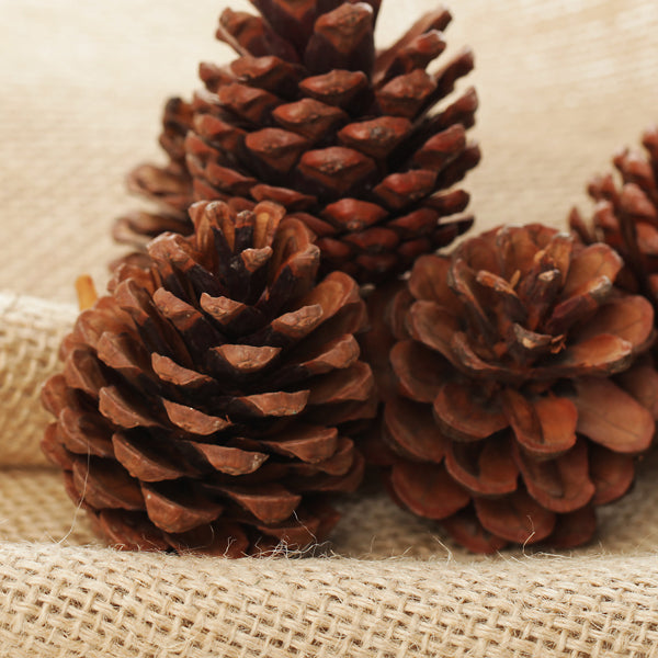 Medium Natural Real Pinecones - Pack of 4