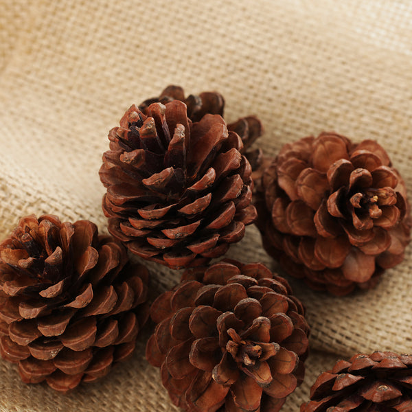 Medium Natural Real Pinecones - Pack of 4