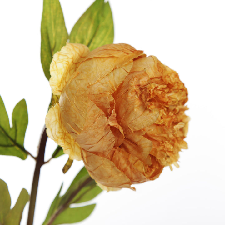 Mustard Peony Flower Stem