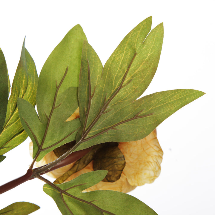 Mustard Peony Flower Stem