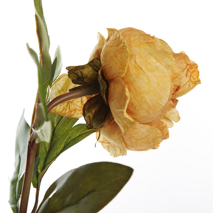 Mustard Peony Flower Stem