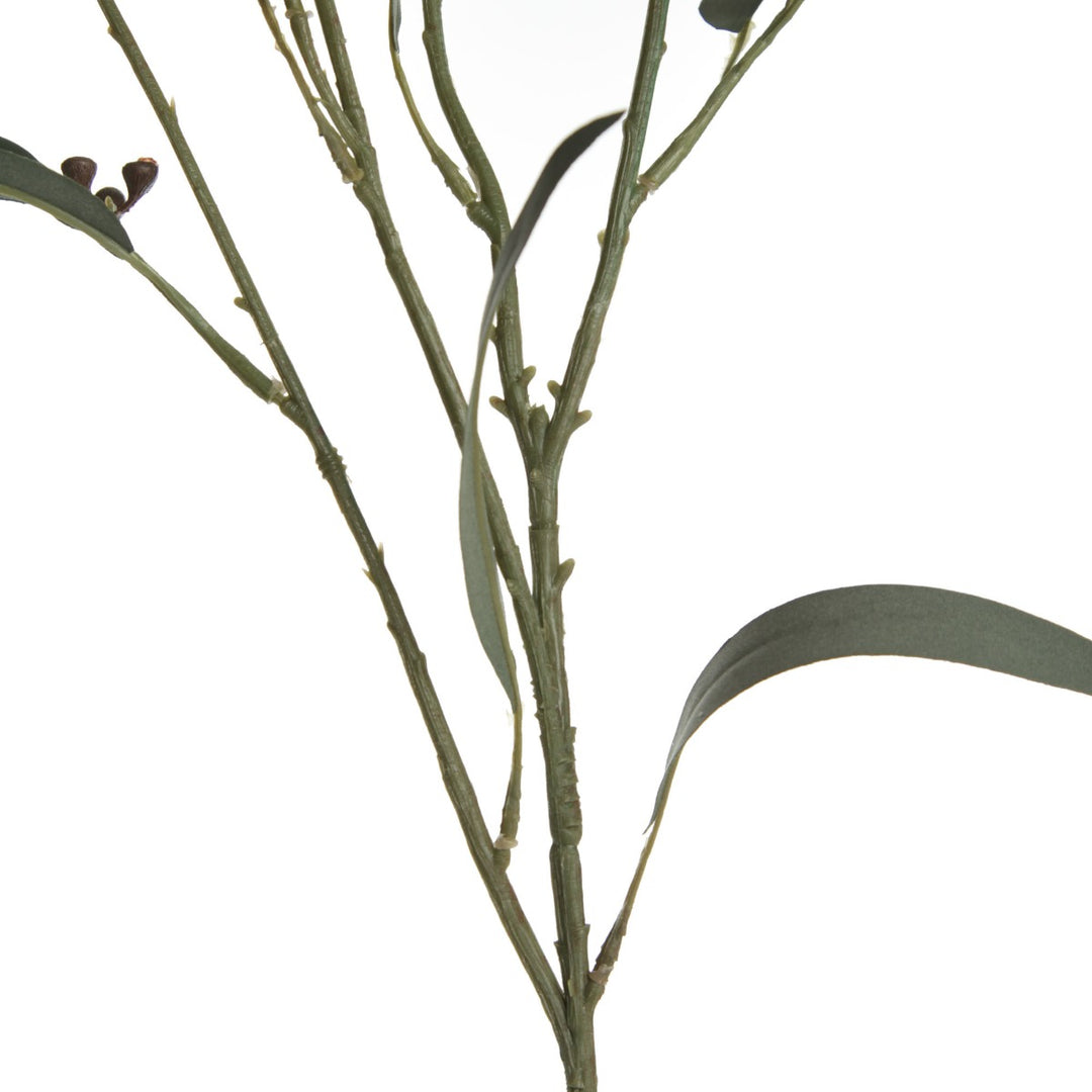 Native Eucalyptus Leaf Spray with Gumnuts Stem Detail