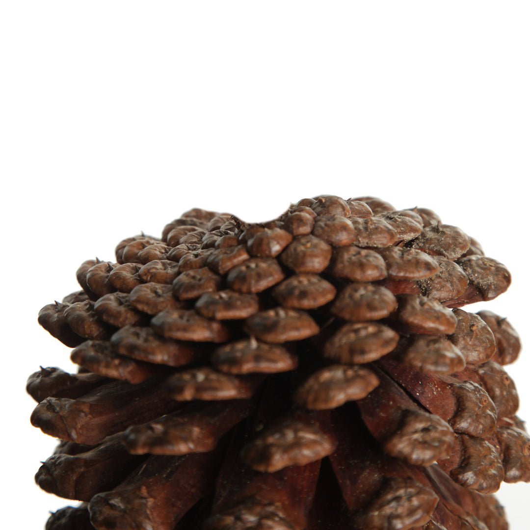 Natural Pine Cone