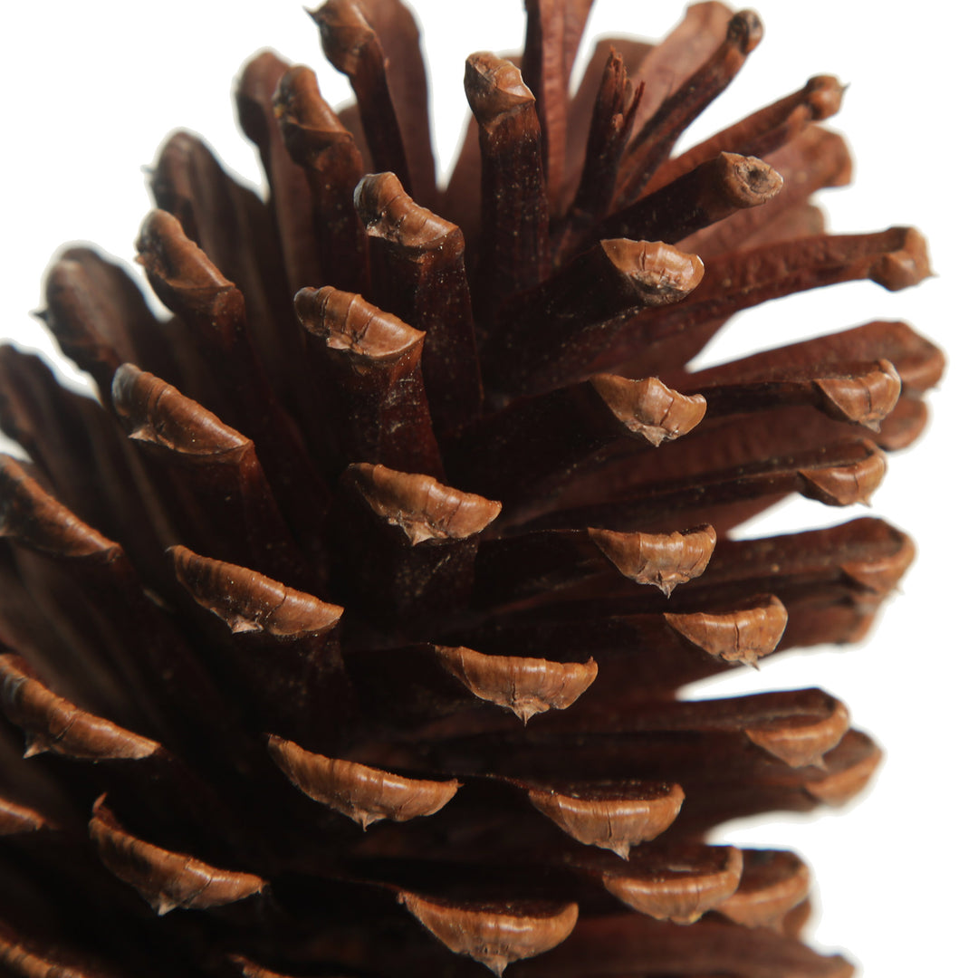 Natural Pine Cone