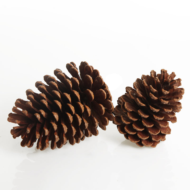 Natural Pine Cone