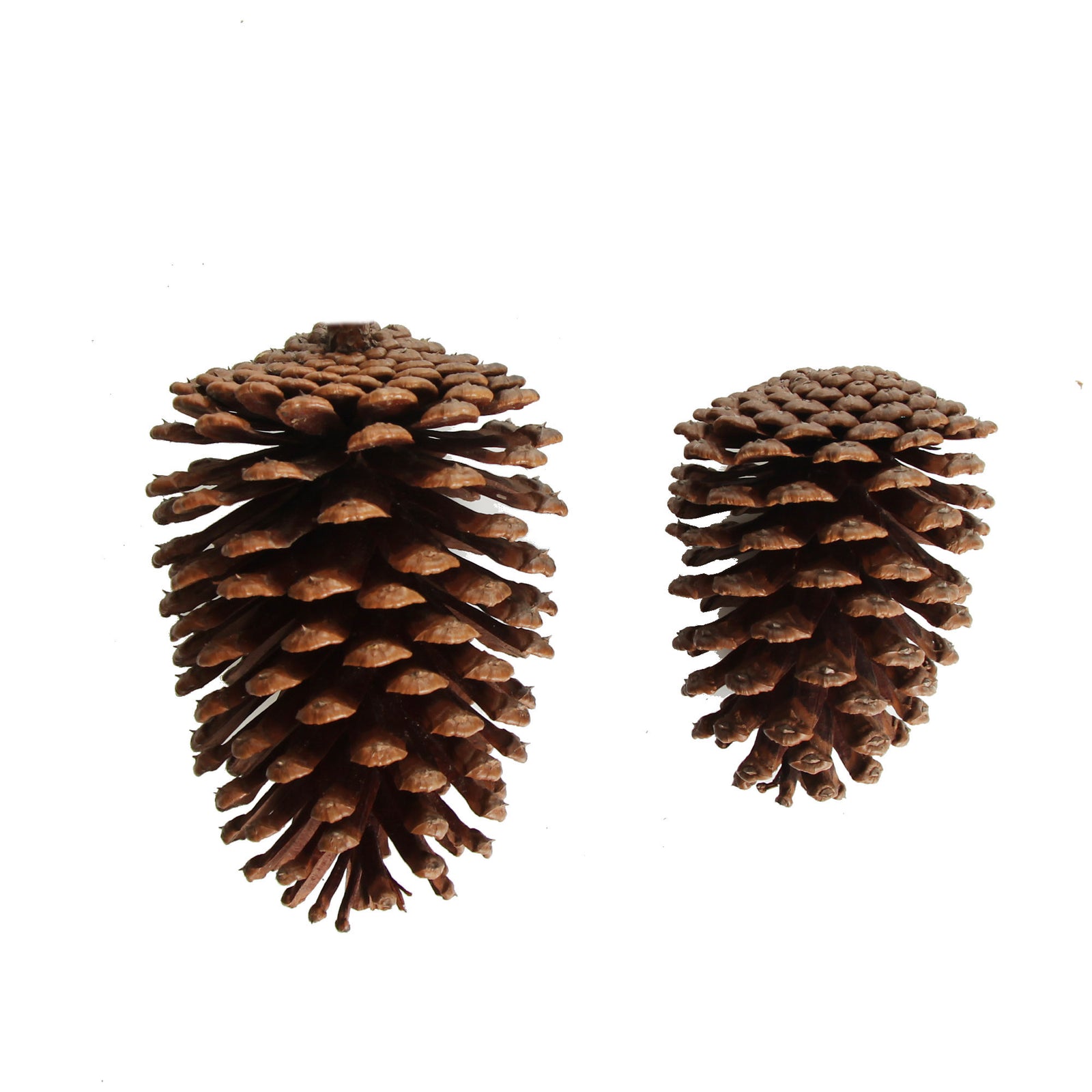 Natural Pine Cone