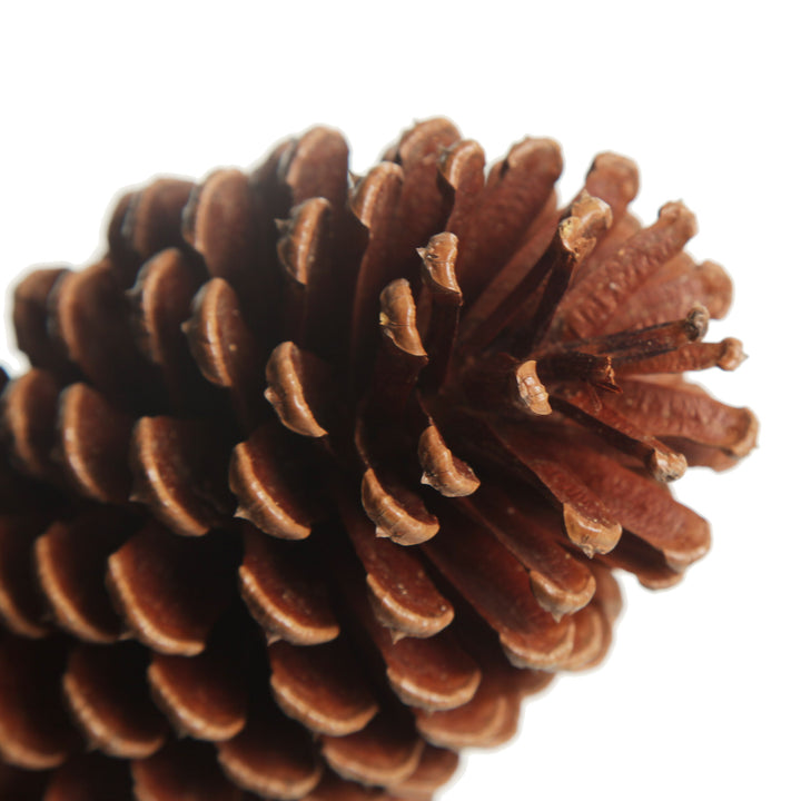 Natural Pine Cone