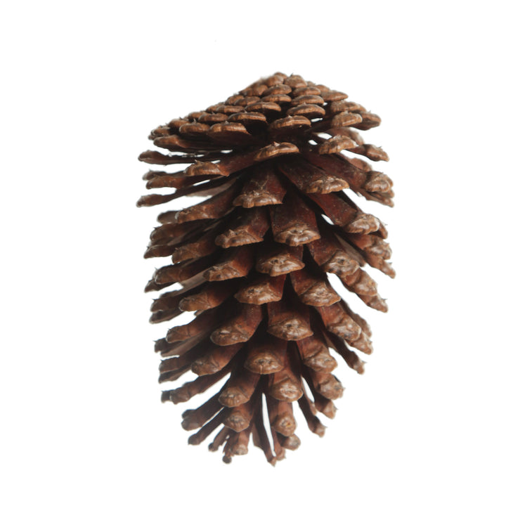 Natural Pine Cone