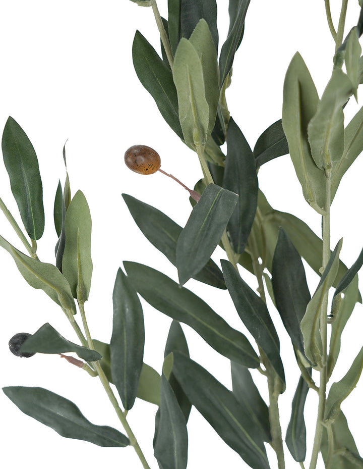 Olive Branch 110cm