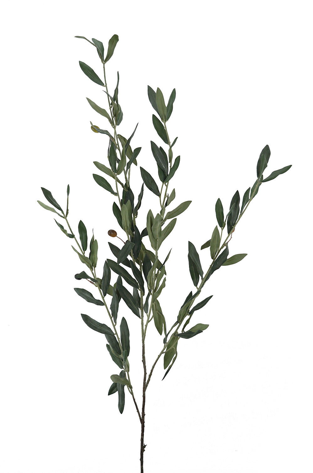 Olive Branch 110cm