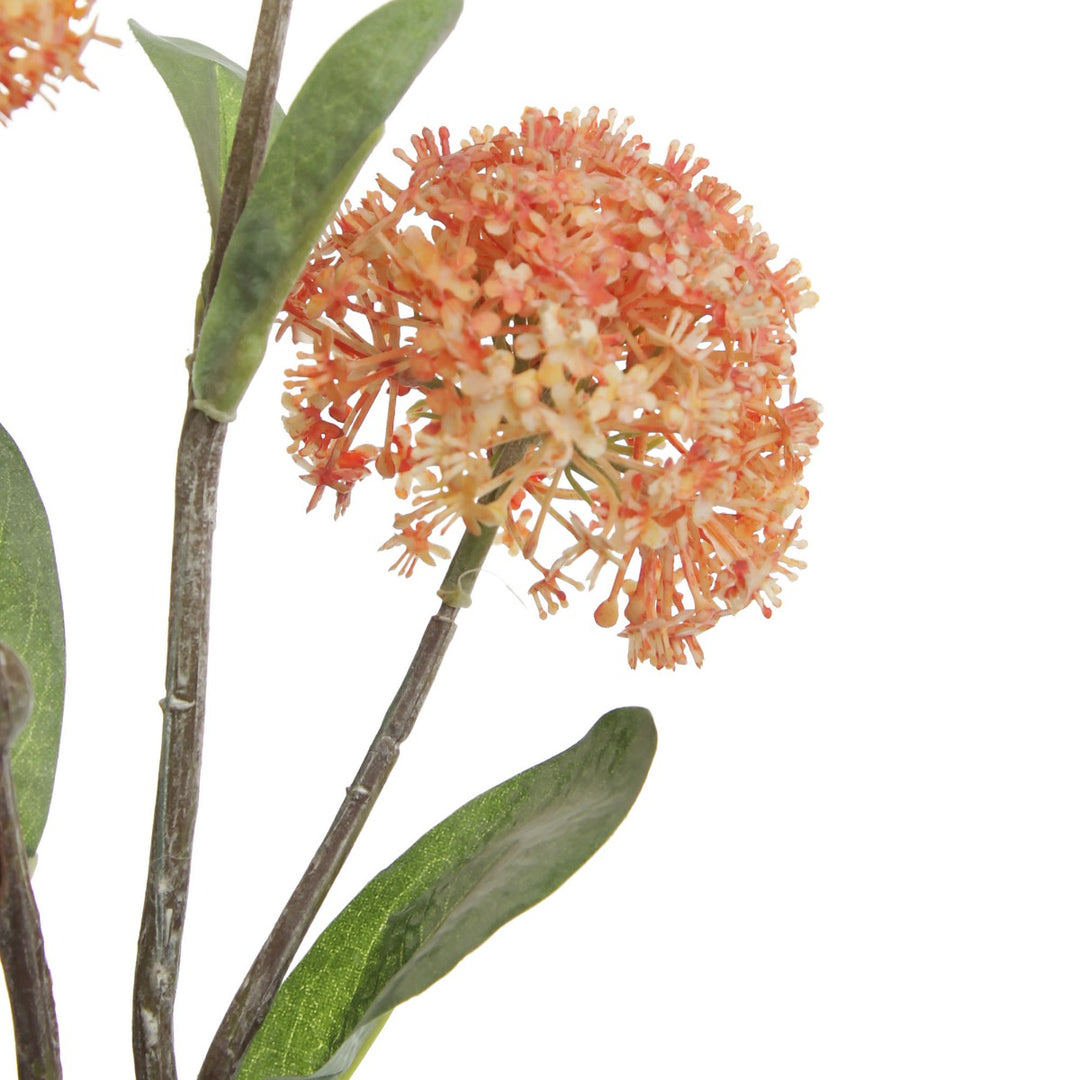 Orange Allium Bulb spray multiple flowers detail
