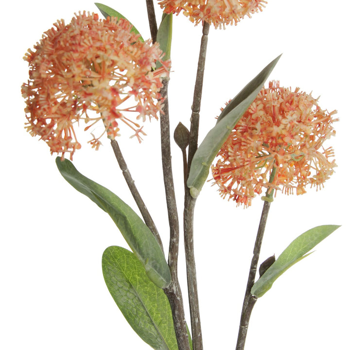 Orange Allium Bulb stem detail