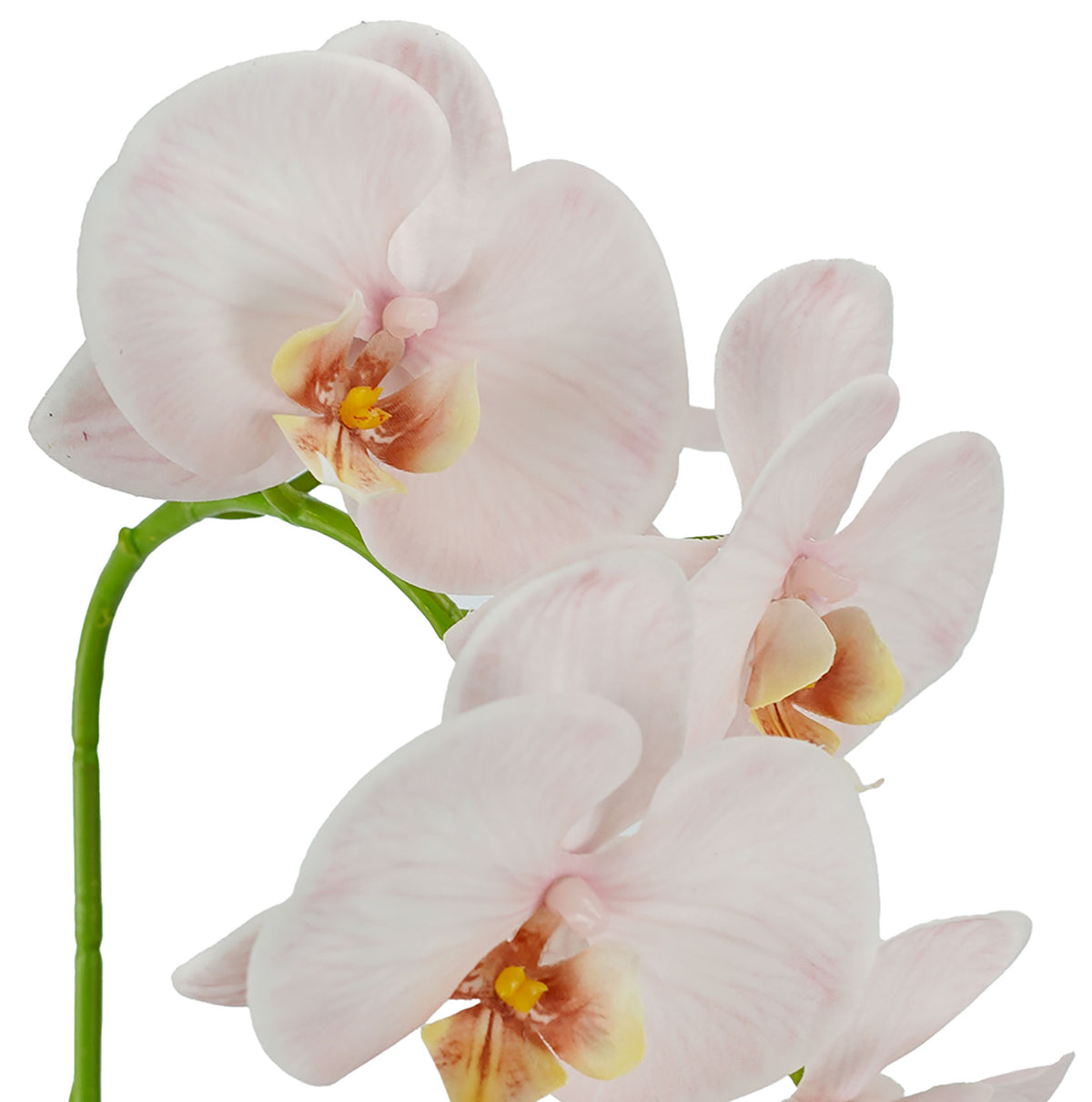 Orchid Phalaenopsis Real Touch Mocha 96cm