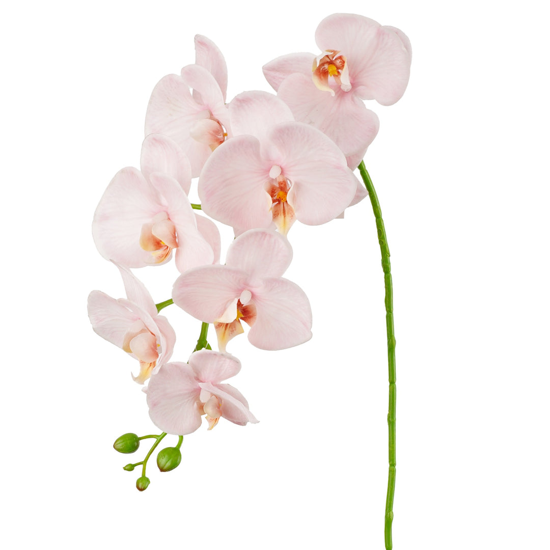 Orchid Phalaenopsis Real Touch Mocha 96cm