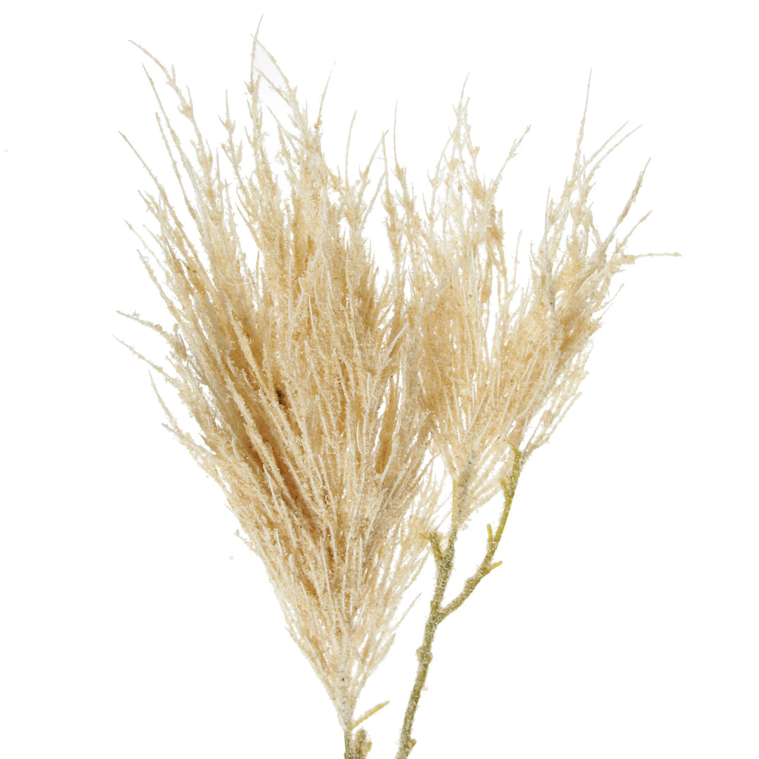 Pampas Grass Spray