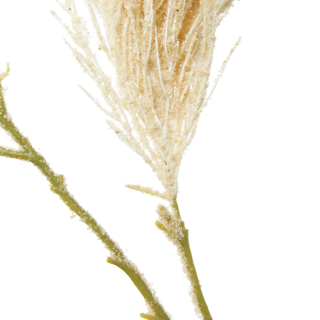 Pampas Grass Spray