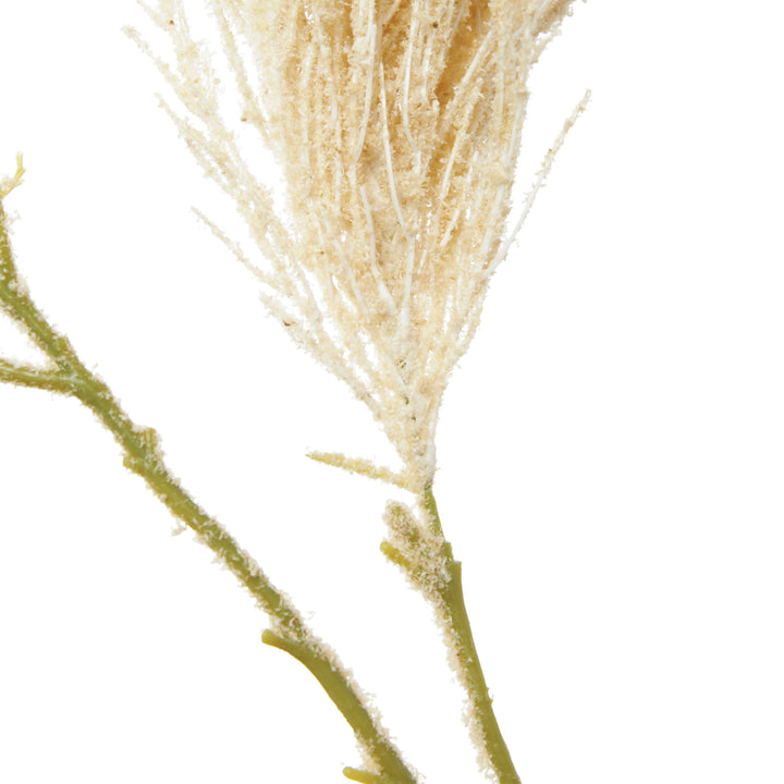 Pampas Grass Spray