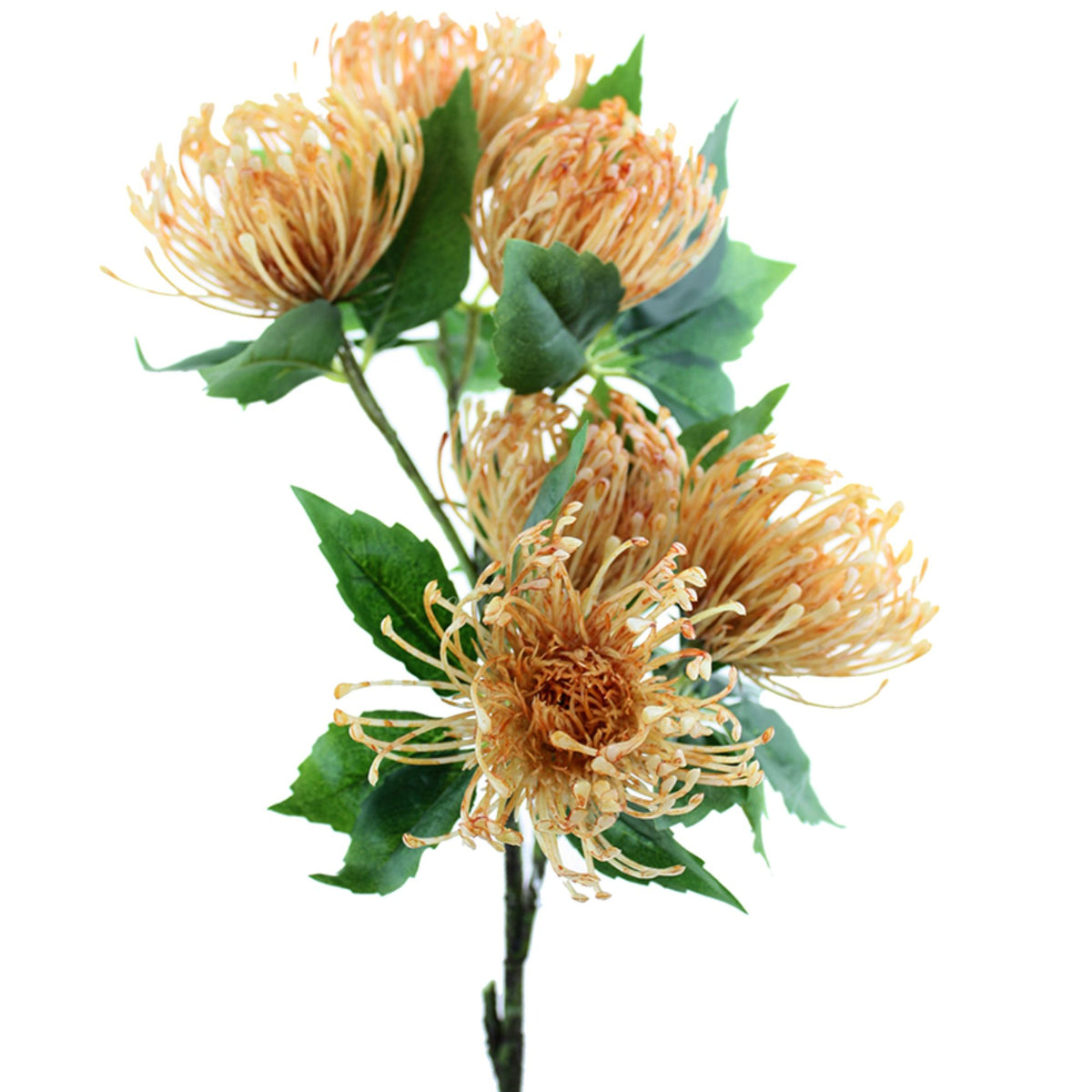 Orange Pincushion Protea Spray 6 Heads 52cm (L)