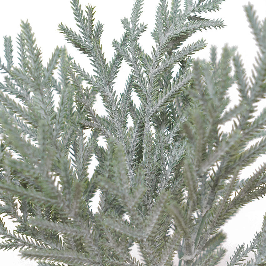 Pine Bush Spray