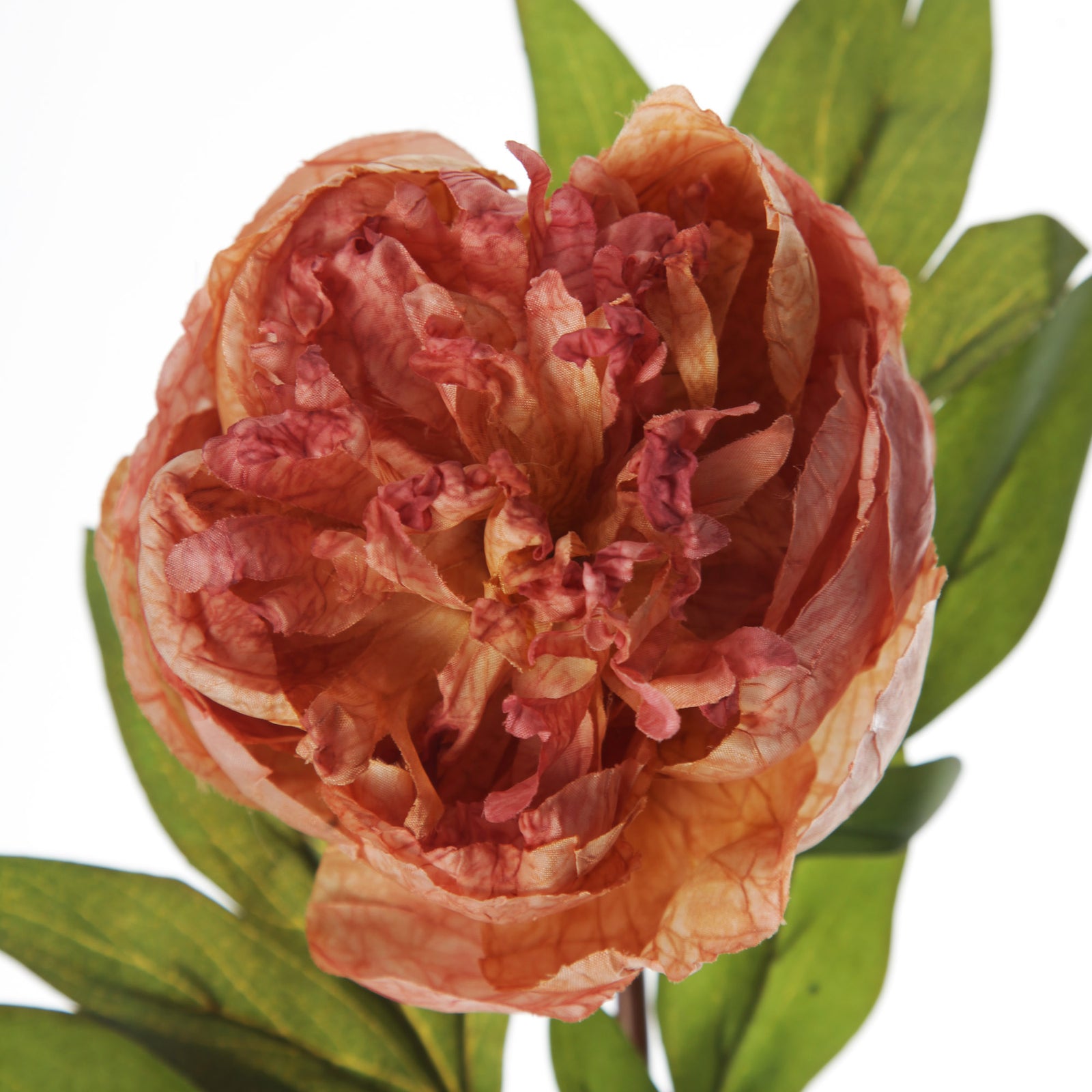 Pink Apricot Peony Flower Stem