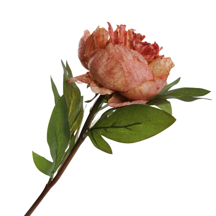 Pink Apricot Peony Flower Stem