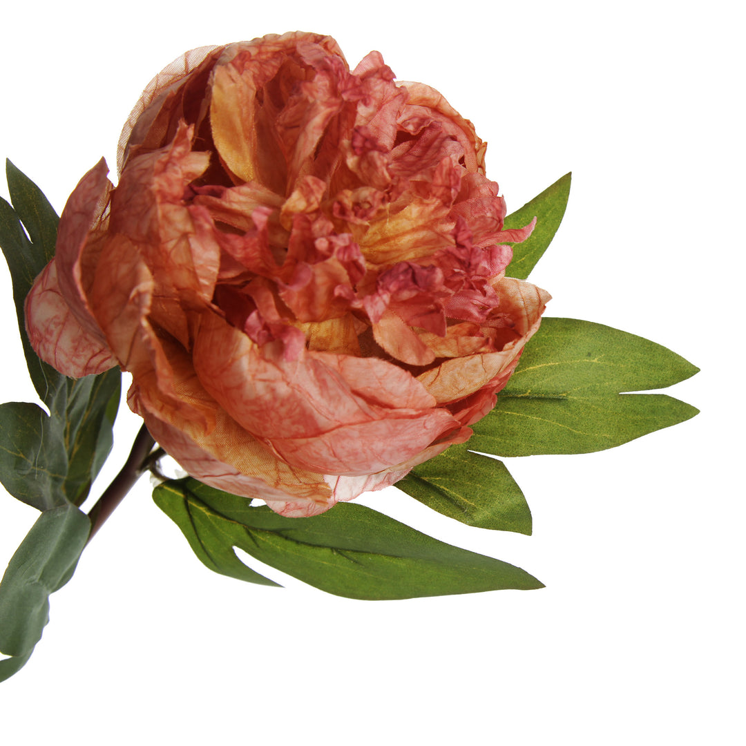 Pink Apricot Peony Flower Stem - Zoomed in