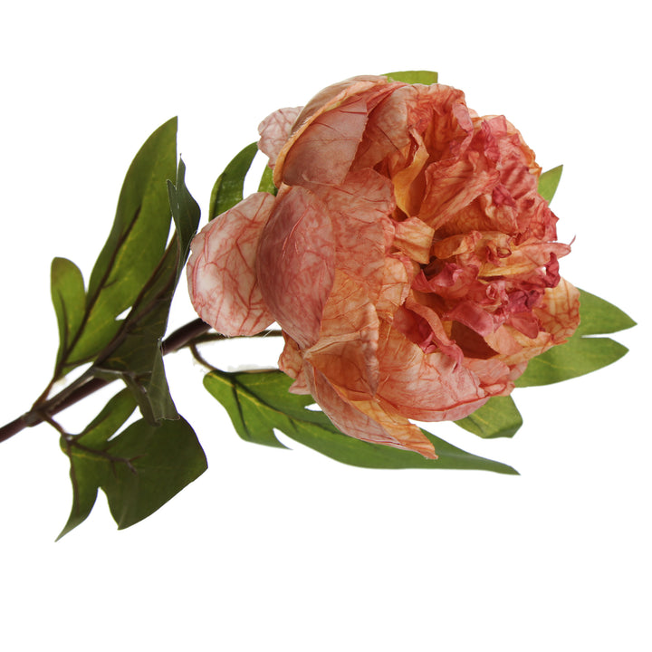 Pink Apricot Peony Flower Stem