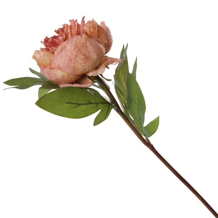 Pink Apricot Peony Flower Stem